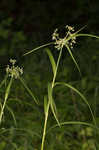 Leafy bulrush